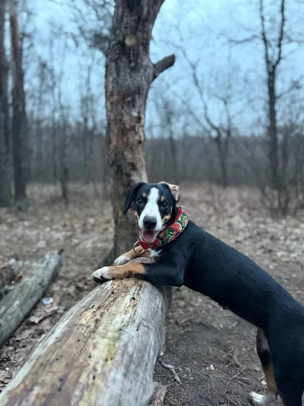 The Power of Positive Reinforcement: Training Your Pet with Love &raquo; PET CARE - DOG AND CAT