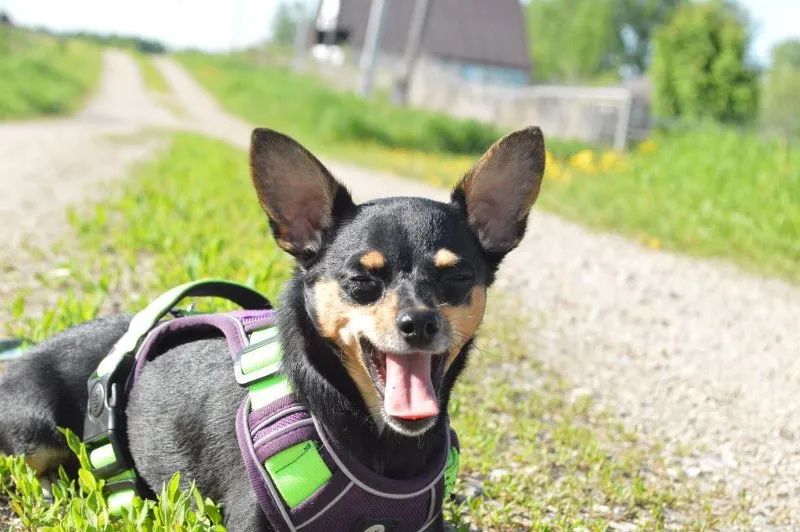 Curbing Excessive Barking: Effective Strategies for a Quieter Home &raquo; PET CARE - DOG AND CAT