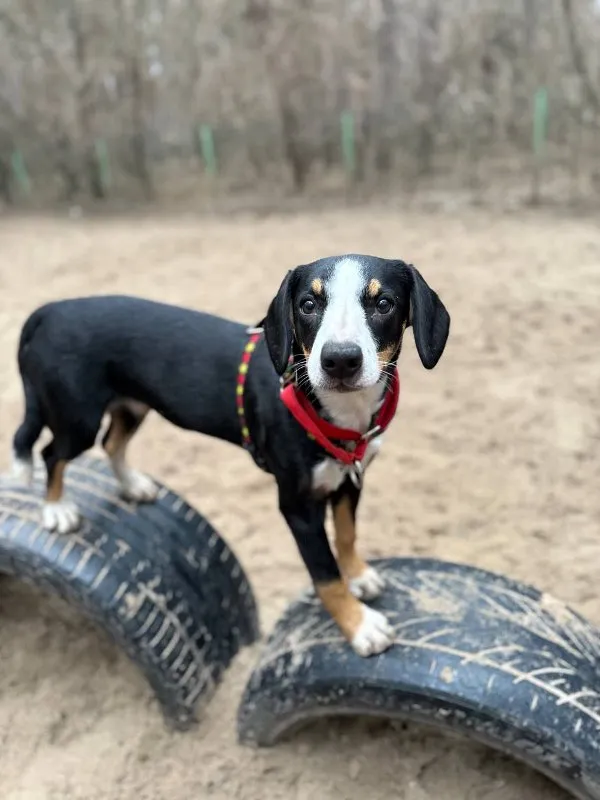 The Benefits of Positive Reinforcement Training for Dogs and Cats &raquo; PET CARE - DOG AND CAT