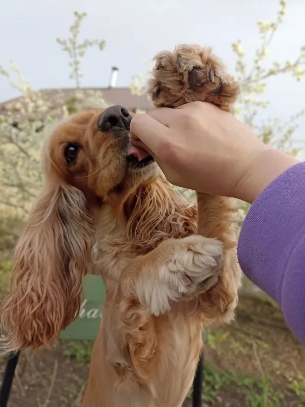The Truth About Raw Food Diets for Pets: Pros, Cons, and Safety &raquo; PET CARE - DOG AND CAT