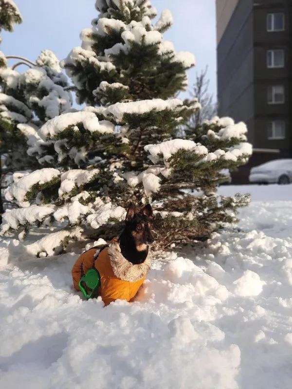 Seasonal Pet Care: Keeping Your Animals Safe and Healthy Year-Round &raquo; PET CARE - DOG AND CAT