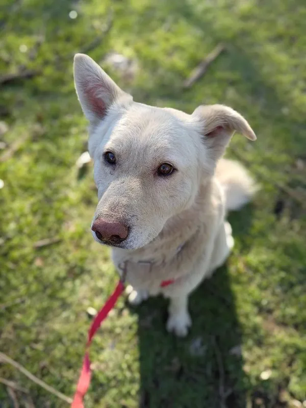 Managing Arthritis in Older Pets: Pain Relief and Comfort Tips &raquo; PET CARE - DOG AND CAT
