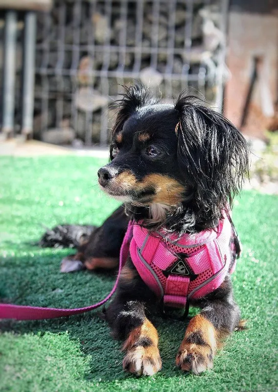 Leash Training Your Dog: Enjoying Walks Together Without Pulling &raquo; PET CARE - DOG AND CAT
