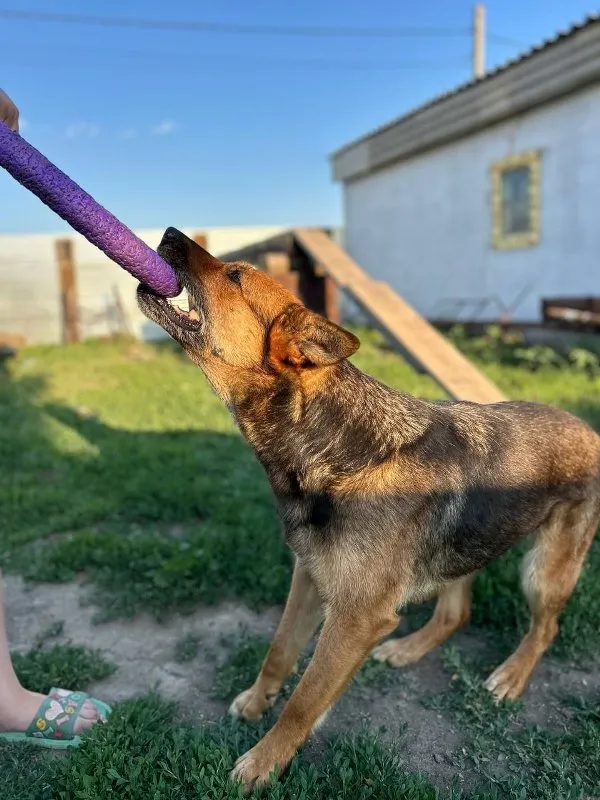Emergency Preparedness for Pet Owners: What to Do When Disaster Strikes &raquo; PET CARE - DOG AND CAT