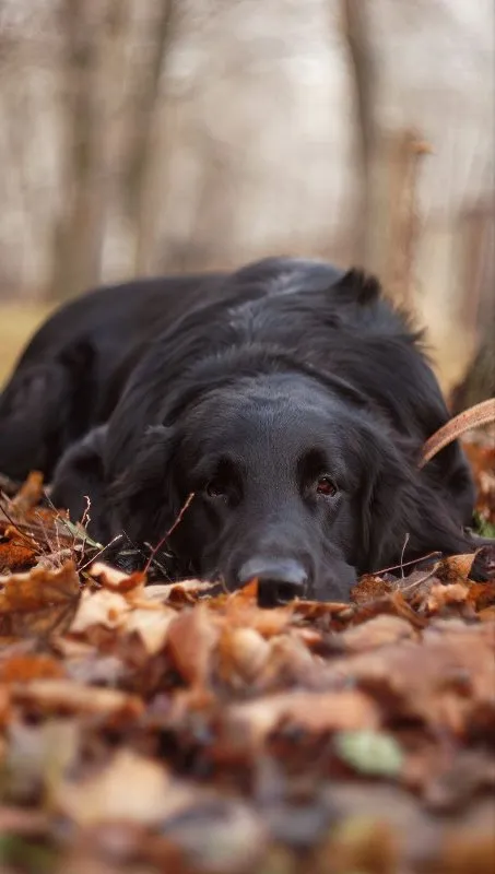 Puppy Napping Schedules: Why Rest is Crucial for Growth and Behavior &raquo; PET CARE - DOG AND CAT